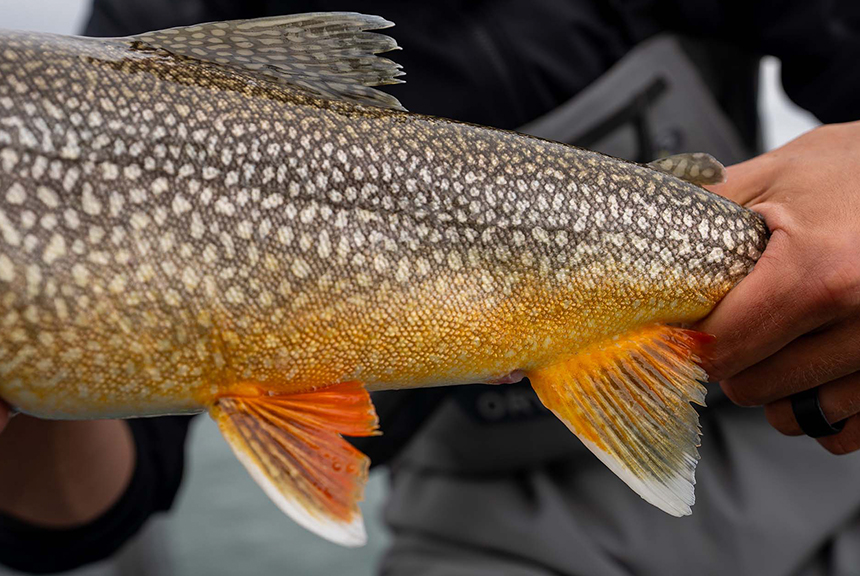 Lake Trout Colors in Lake Clark