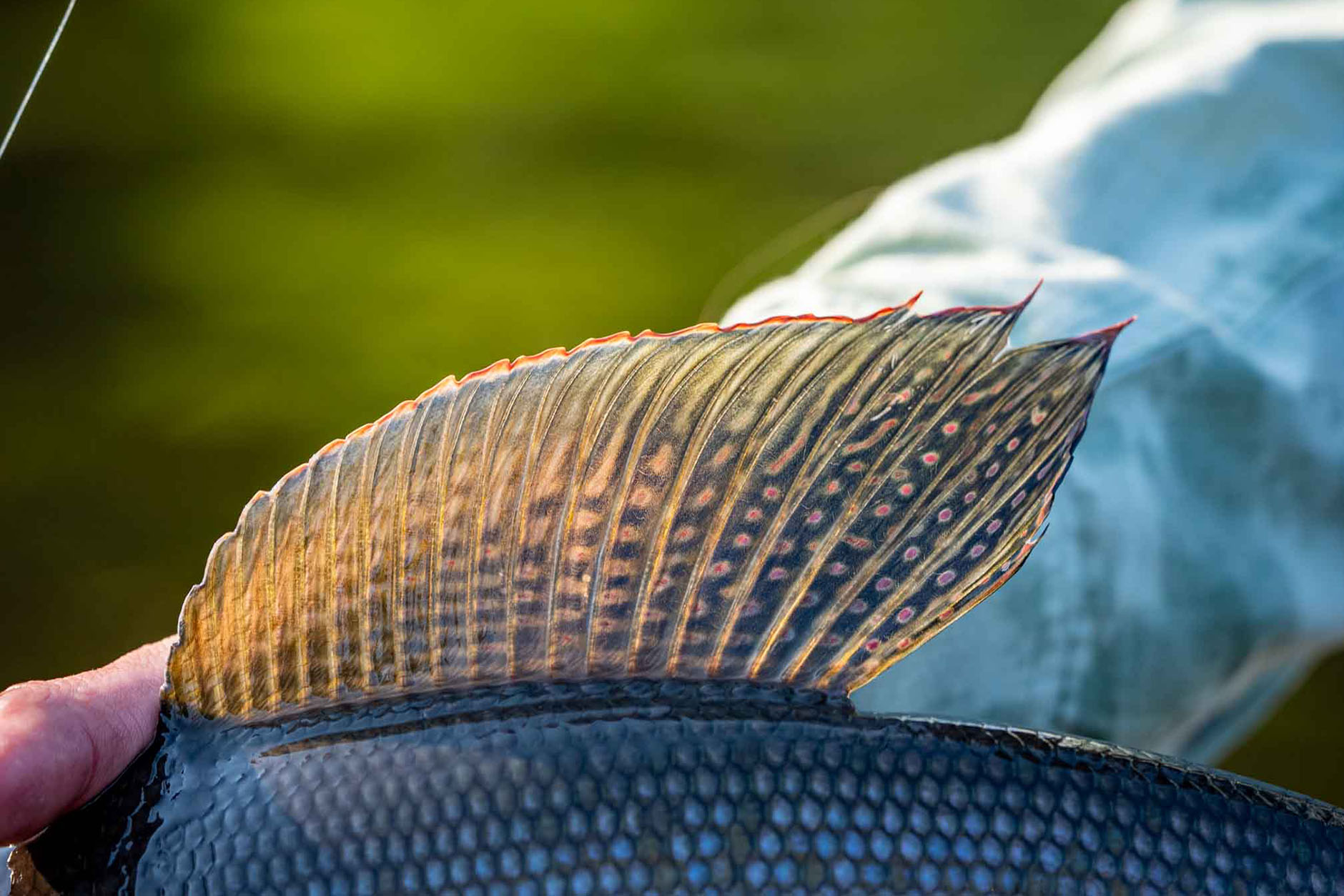 Arctic Grayling Fin
