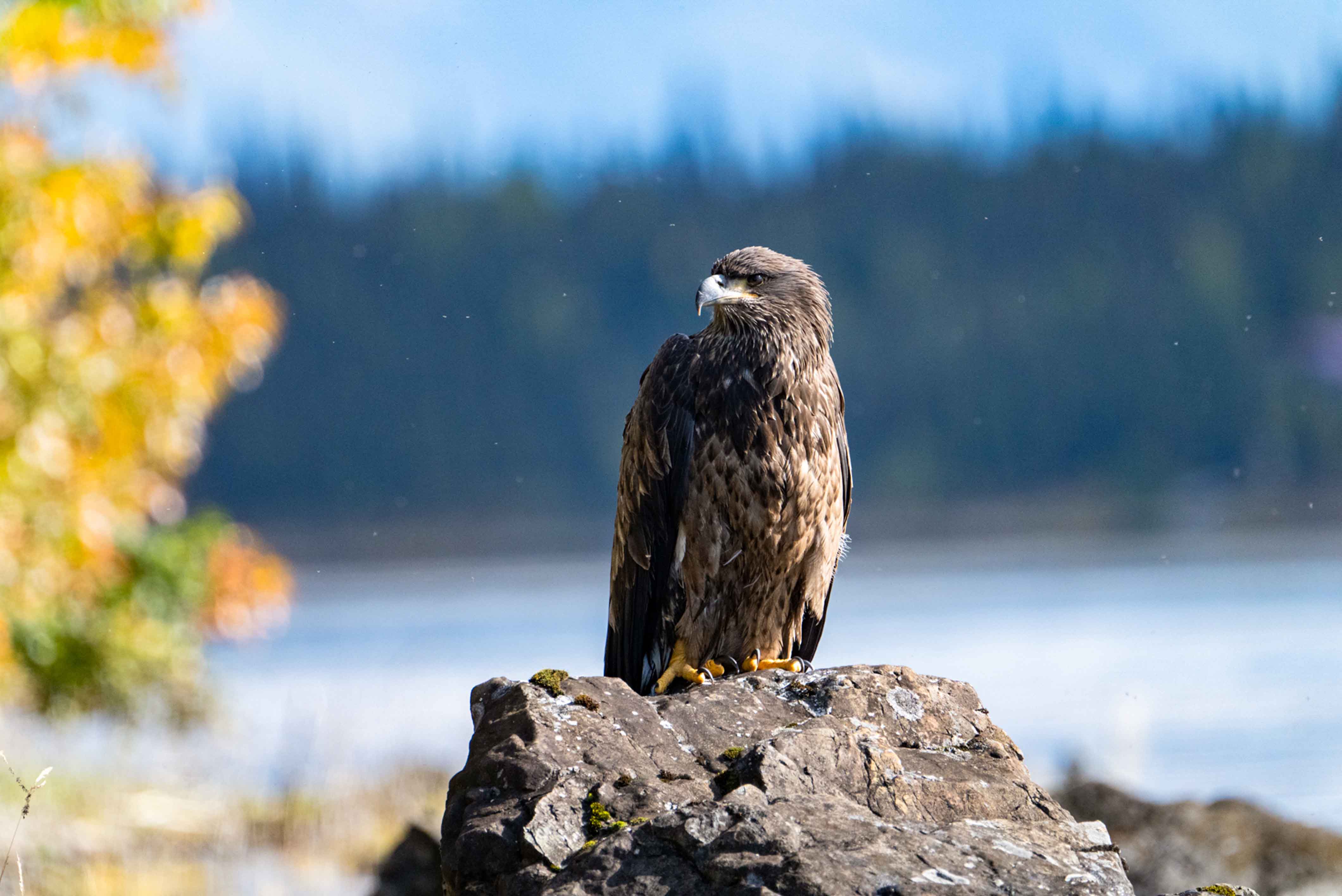 Bald Eagle on Tanalian River Lake Clark National Park