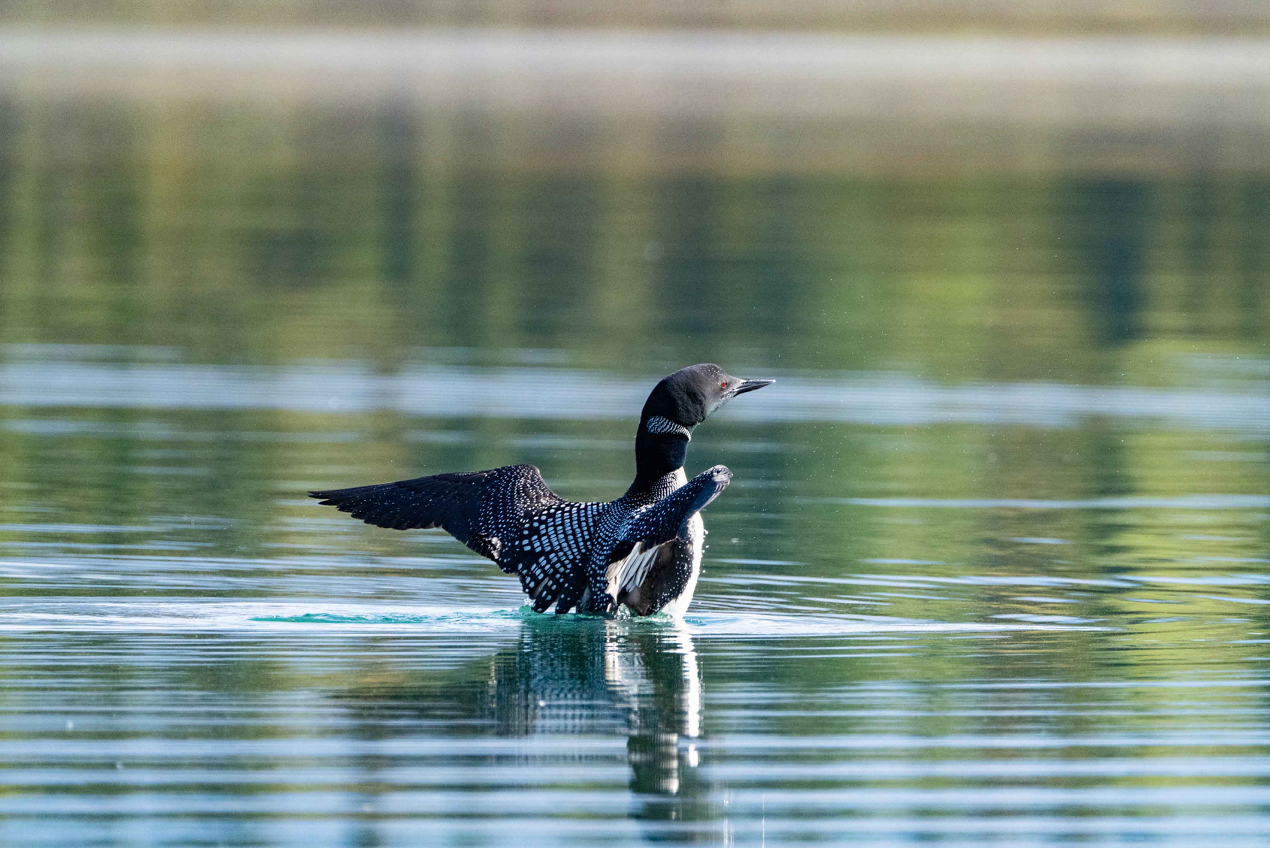 Loons on Lake Clark National Park