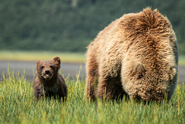 Grizzly Bear Mom and Cub