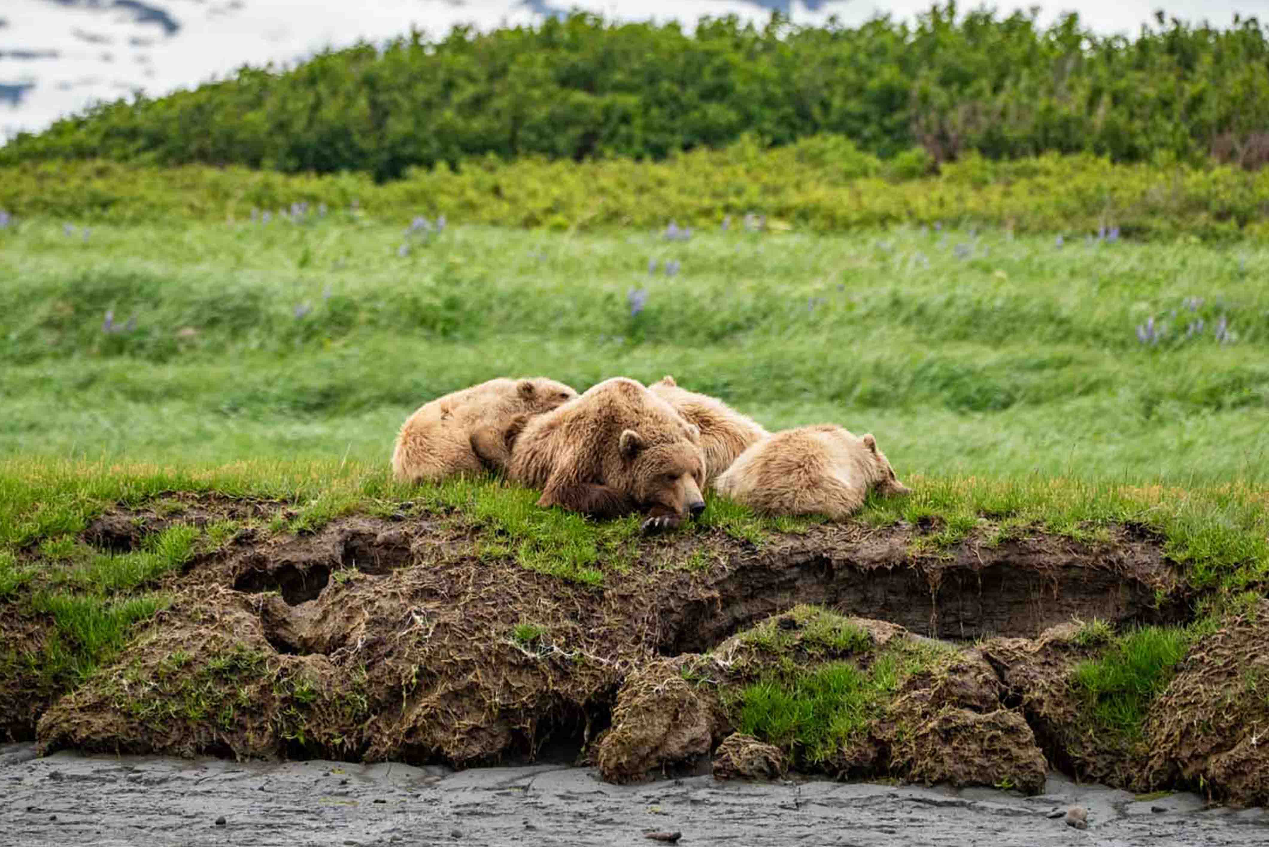 Brown Bear Sou and Cubs
