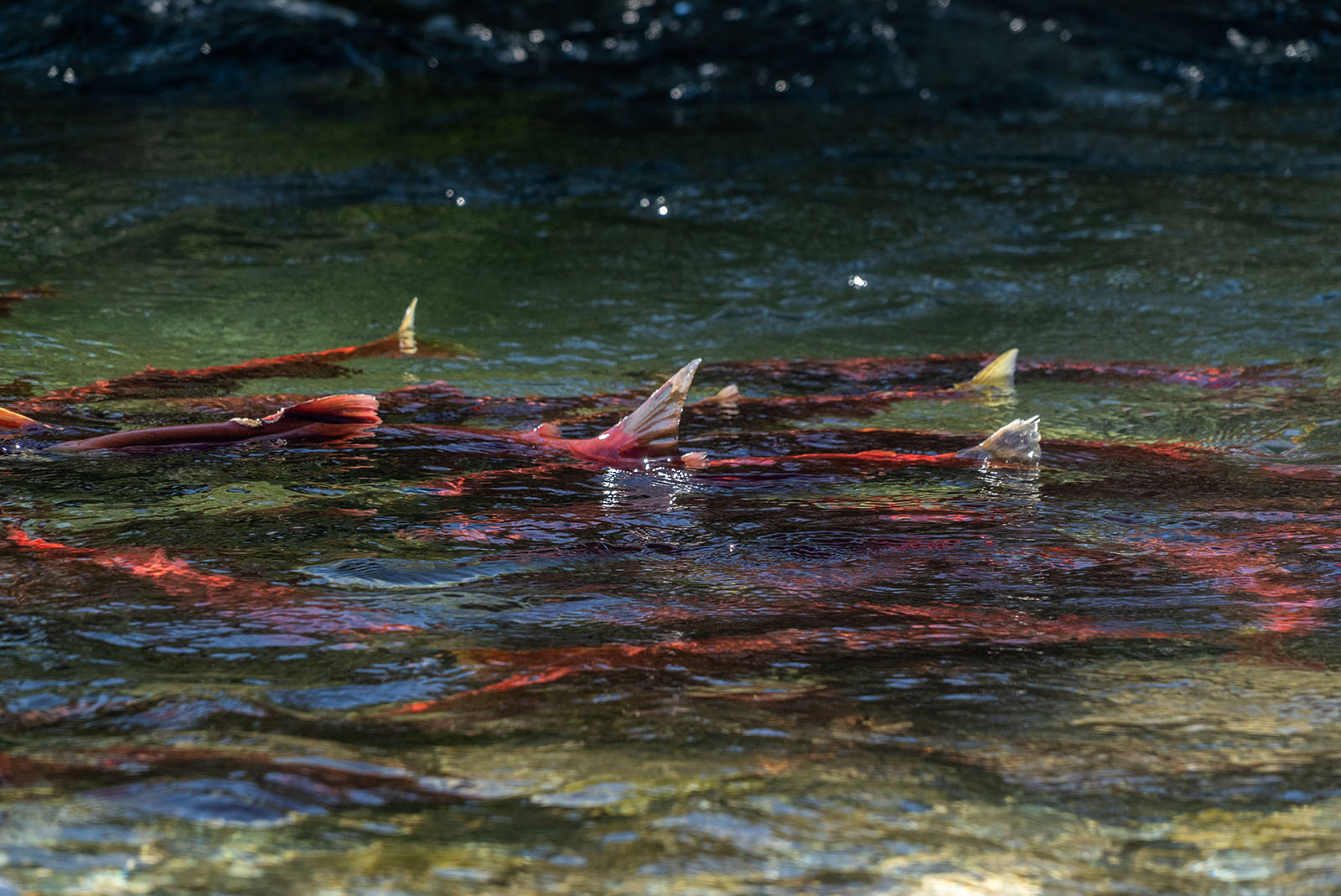 Tailing Sockeye Salmon Lake Clark National Park