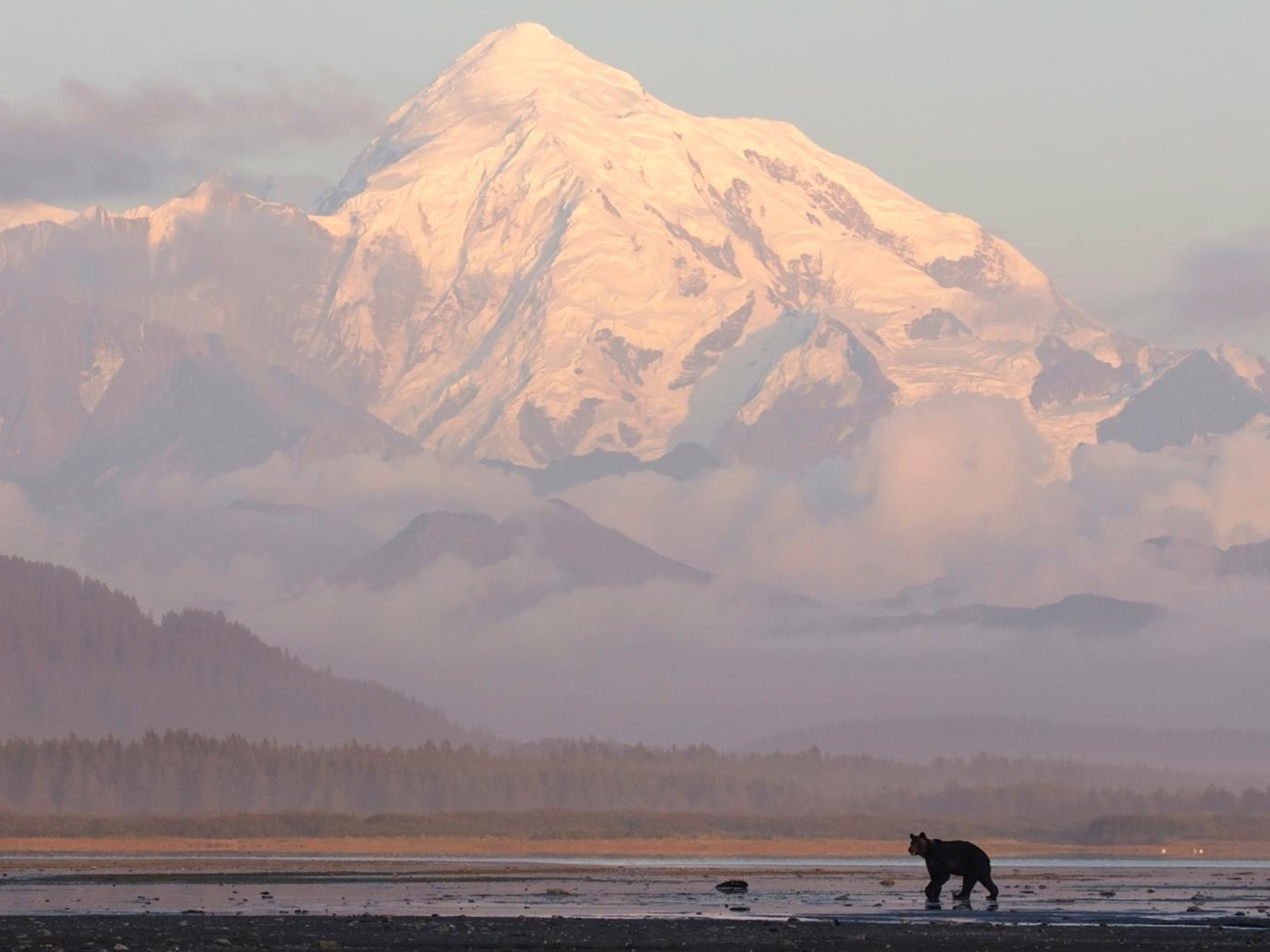 Lake Clark Brown Bear