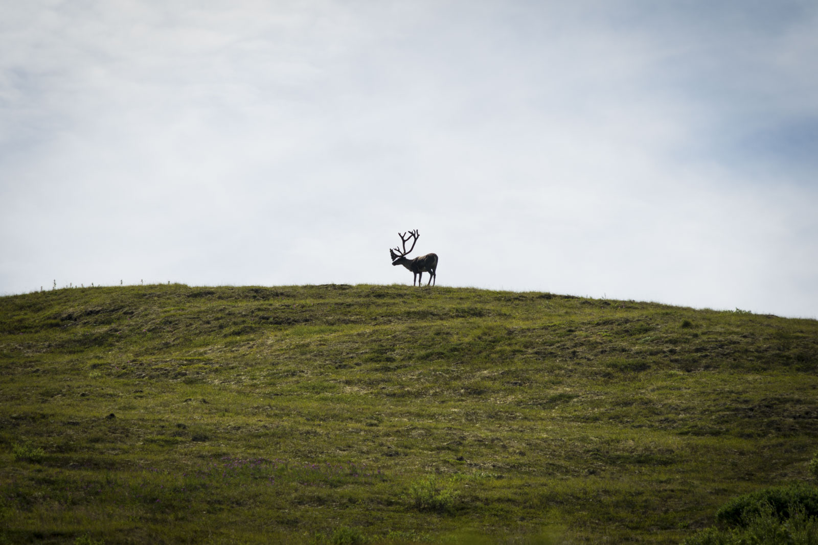 Adult Male Caribou in Lake Clark National Park