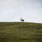Caribou on ridge top