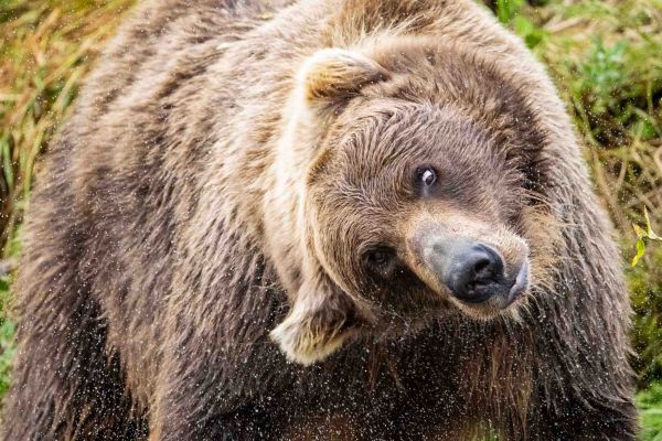 Bear Viewing Katmai National Park