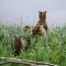 Brown Bear Sow and Cubs