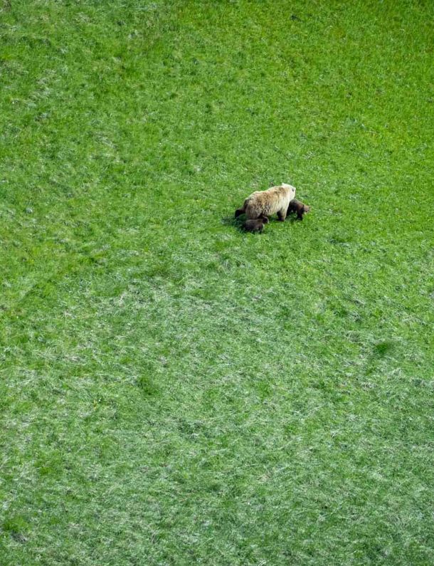 Alaskan Bear Cub