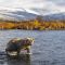 Brown Bear crossing Moraine Creek