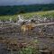 Wolf Watching in Katmai National Park