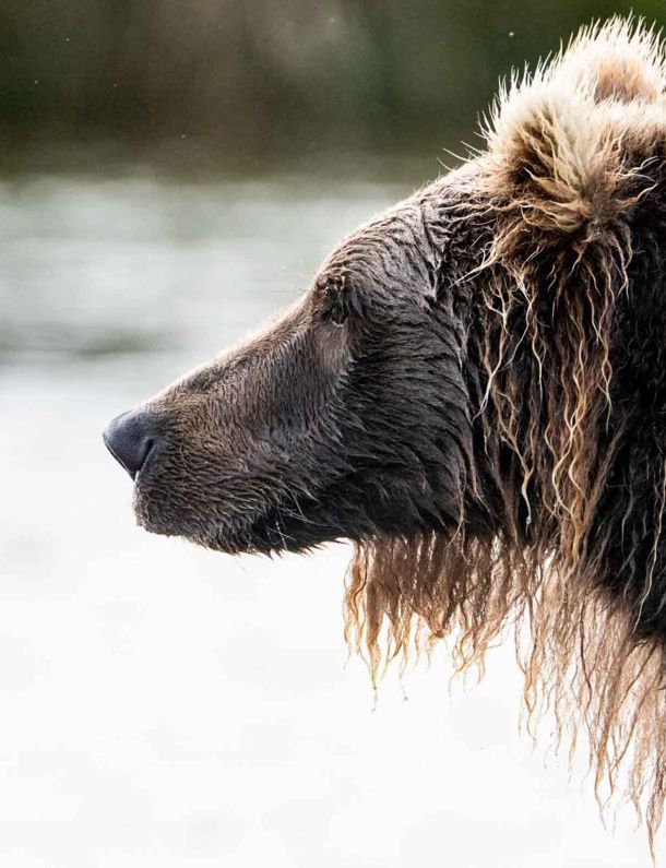 Alaskan Bear