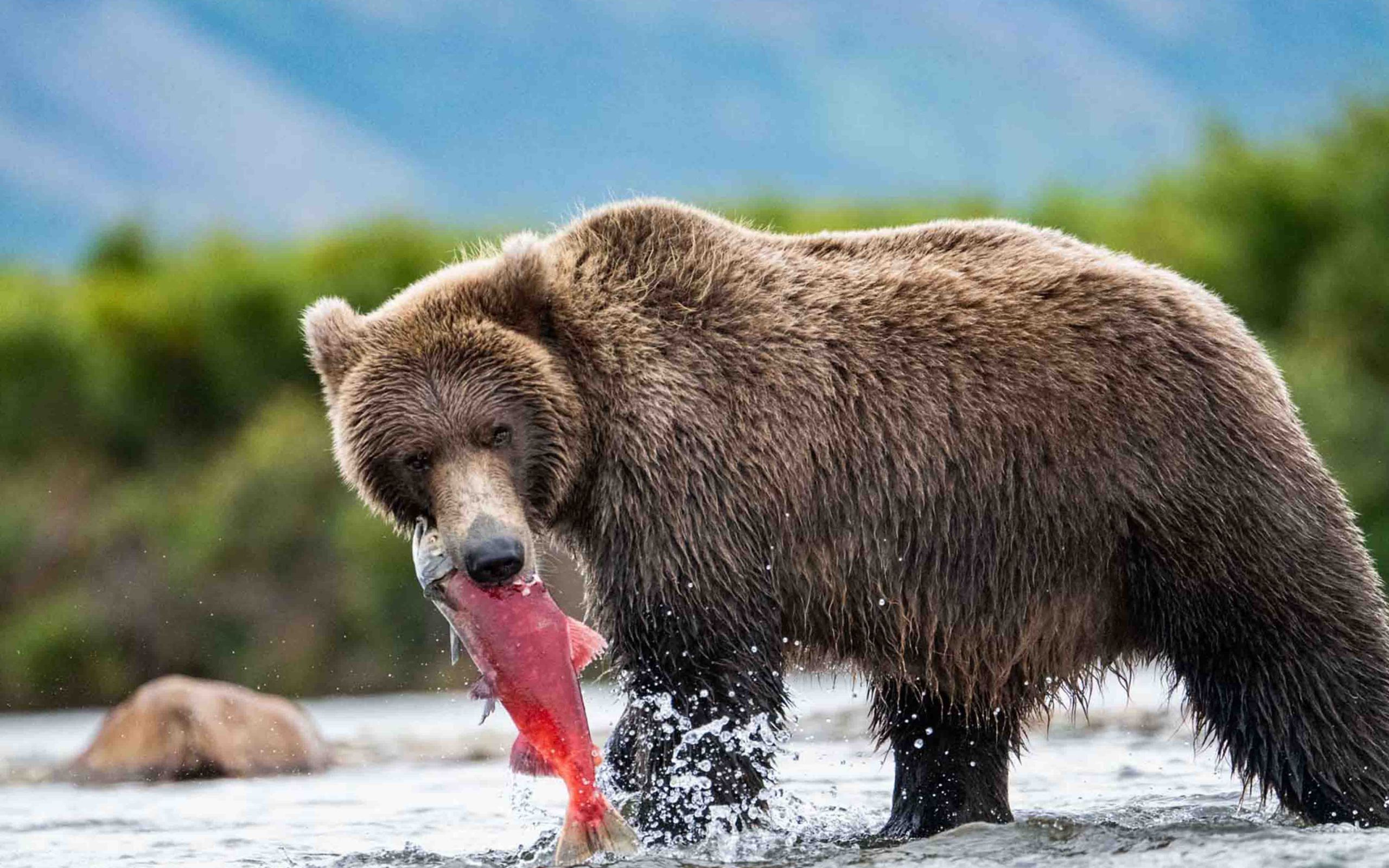 Bear Viewing in Katmai National Park 