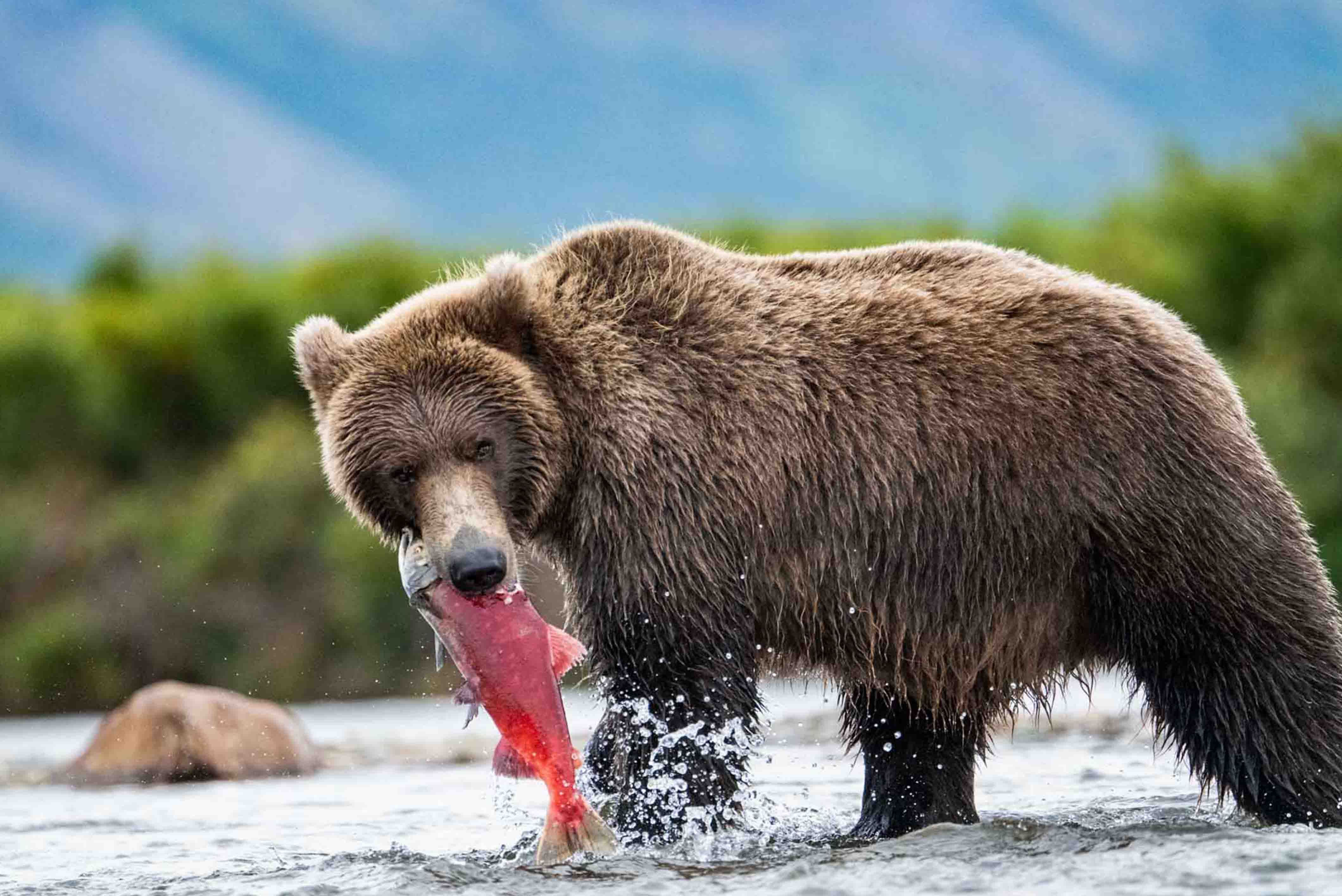 Brown Bear Fishing for Sockeye Salmon