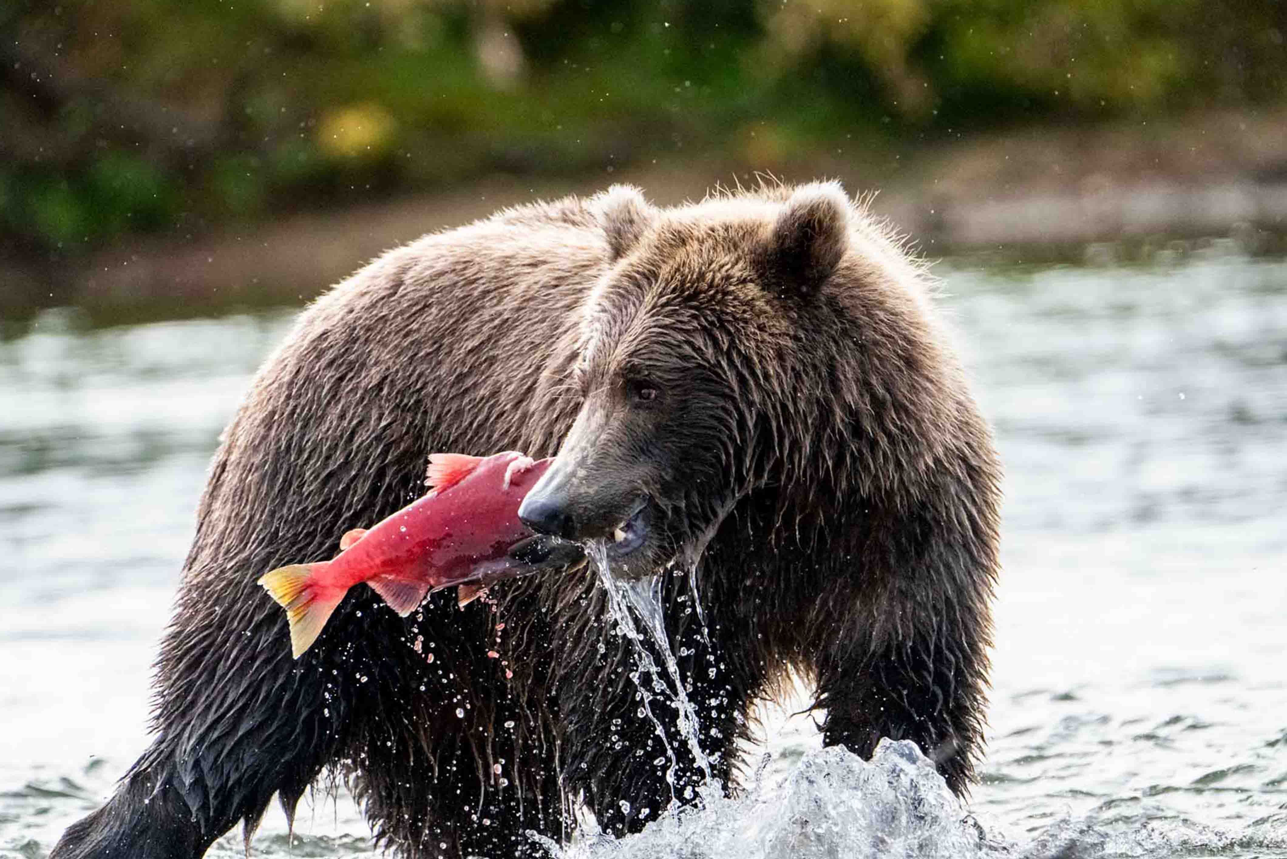 Brown bear eating a sockeye salmon mid river
