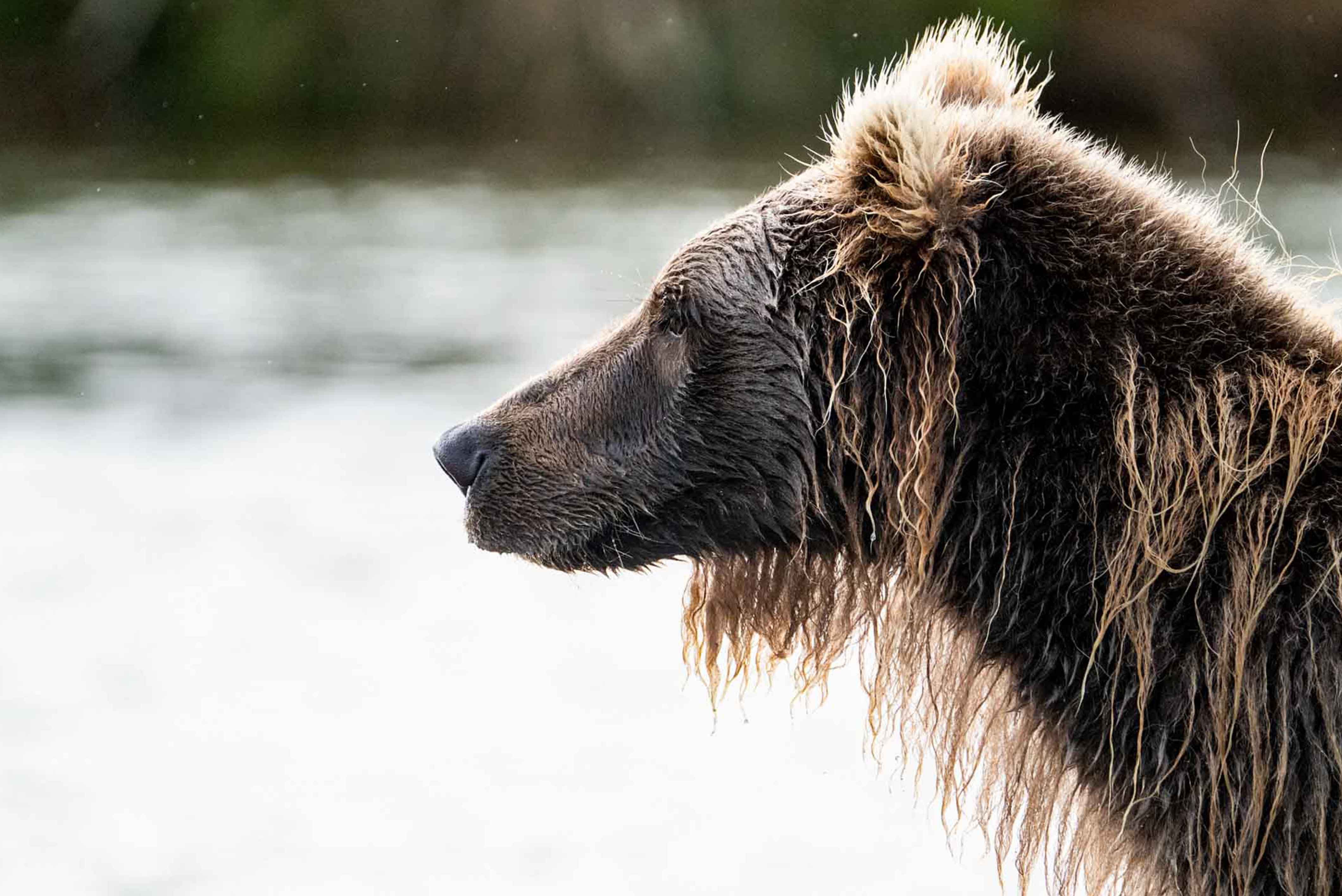 Young Brown Bear Fishing 
